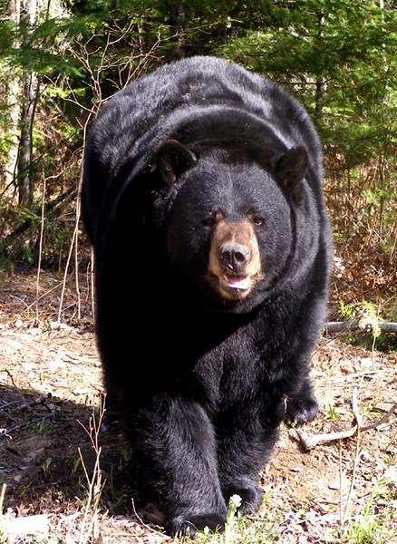 North American Bear Center photo