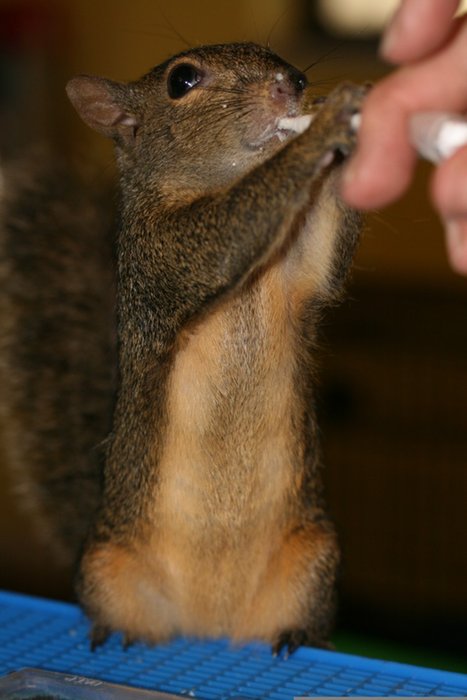 Nuts for Lovely Lita's Sheltering Tree Foundation photo