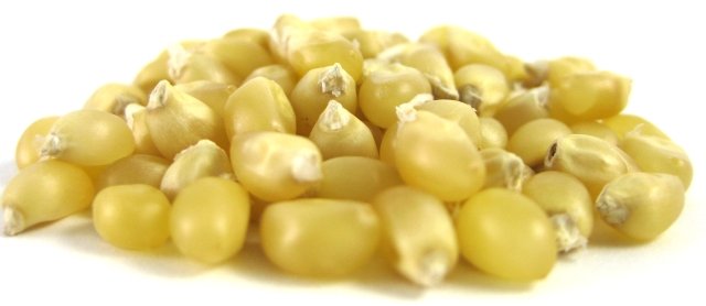 White Popcorn Kernels photo