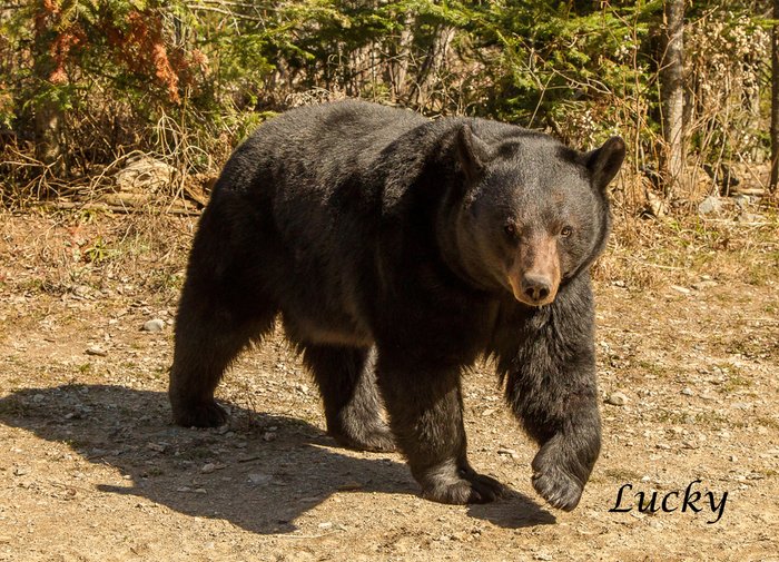 North American Bear Center photo