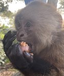 Image 4 - Nuts for Jungle Friends Primate Sanctuary photo