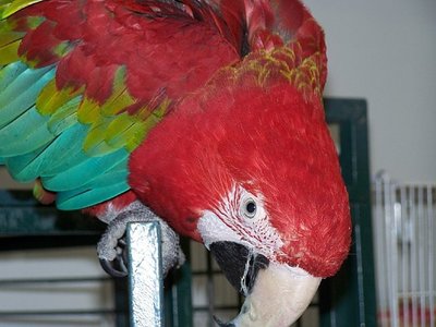 Nuts for Safe Haven Parrot Sanctuary