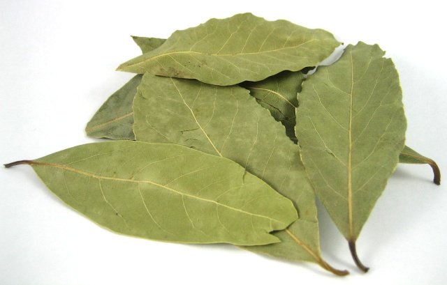 Bay Leaves (Laurel Leaves) photo