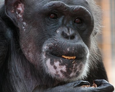 Nuts for Chimpanzee Sanctuary Northwest