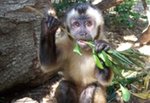 Image 2 - Nuts for Jungle Friends Primate Sanctuary photo
