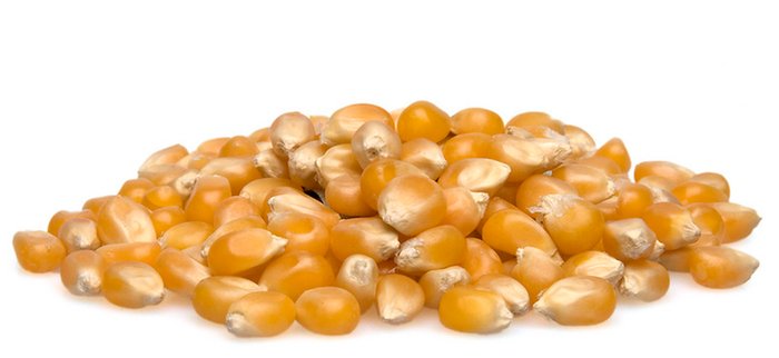 organic corn kernels for popcorn