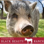 Nuts for Cleveland Amory Black Beauty Ranch photo