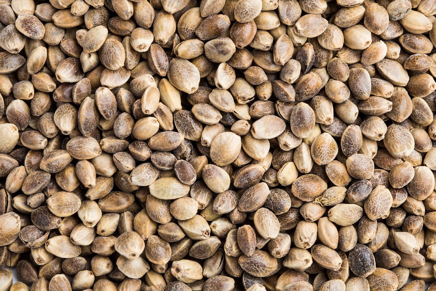Toasted Hemp Seeds (Salted) photo