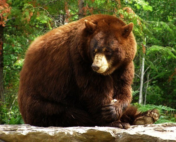 North American Bear Center photo