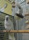 Nuts for Feathered Friends Sanctuary photo