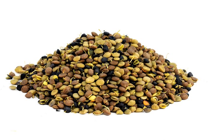 Organic Sprouted Lentil Blend image normal