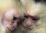 Nuts for Jungle Friends Primate Sanctuary photo 3