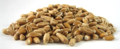  Einkorn Farro Grain Organic (4.8 lb) Be Still Farms - Bayas de  trigo Einkorn a granel granos antiguos enteros - Ideal para sopa, harina,  pan, alto en fibra