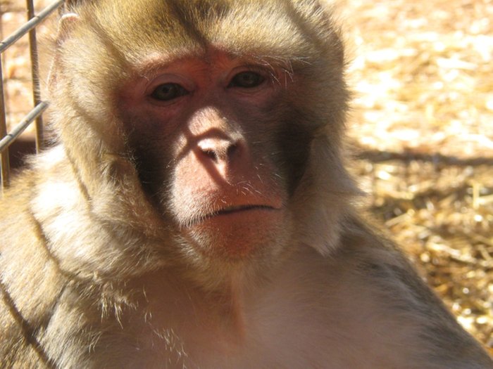 Nuts for Mindy's Memory Primate Sanctuary image normal