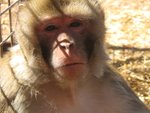 Image 1 - Nuts for Mindy's Memory Primate Sanctuary photo